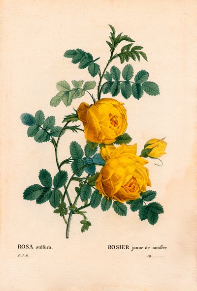 Rose svovl, Rosa hemisphaerica, gul rose svovl. Håndfarvet stiplet kobberstik fra Pierre Joseph Redoutes "" Les Roses,"" Paris af Pierre Joseph Redouté