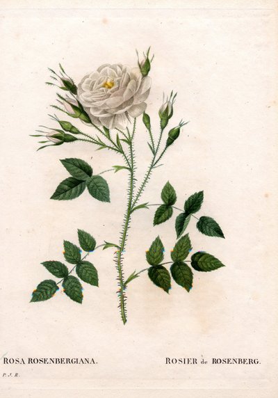 Rosenbergs rose, Rosa francofurtana sort, Rosier de Rosenberg. Håndfarvet stiplet kobberstik fra Pierre Joseph Redoutes "" Les Roses,"" Paris af Pierre Joseph Redouté