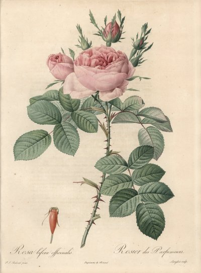 Damascus Rose - Eau forte de Langlois, baseret på en illustration af Pierre Joseph Redoute (1759-1840), fra Les Roses af Pierre Joseph Redouté