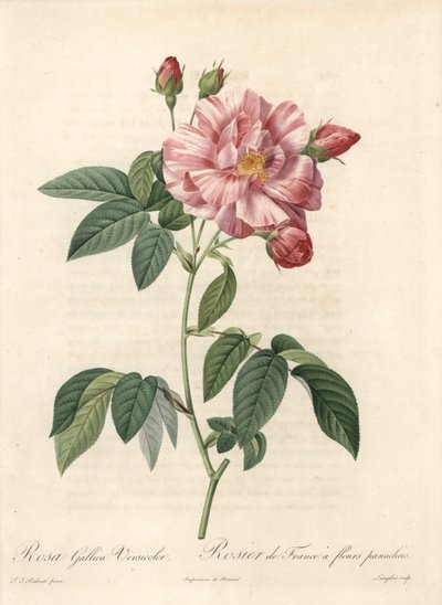 Rose of France eller rose of Provins, sort versicolor - Etching of Langlois, fra en illustration af Pierre Joseph Redoute (1759-1840), uddrag fra Les Roses af Pierre Joseph Redouté