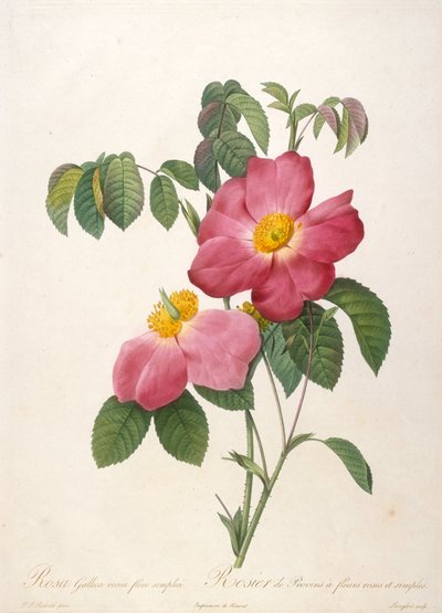 Rosebush of Provinsi fra La Couronne de roses, 1817-1824. af Pierre Joseph Redouté