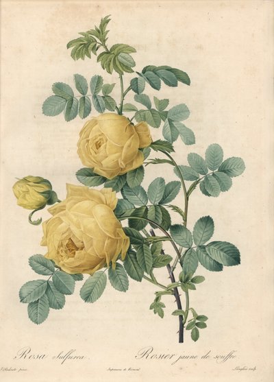 Rosier des Turks - Eau forte de Langlois, baseret på en illustration af Pierre Joseph Redoute (1759-1840), fra Les Roses af Pierre Joseph Redouté