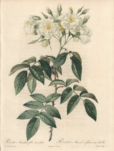 Moskusrose, med dobbelte blomster - Radering af Charlin, fra en illustration af Pierre Joseph Redoute (1759-1840), uddrag fra Les Roses af Pierre Joseph Redouté