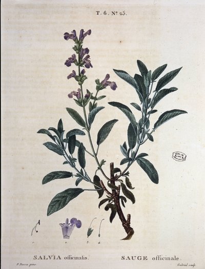 Salvie officinalis - i "" New Duhamel eller afhandling om træer og skov, som de længes efter i Frankrig", tegninger af P.J. Redouté og P. Bessa, Paris af Pierre Joseph Redouté