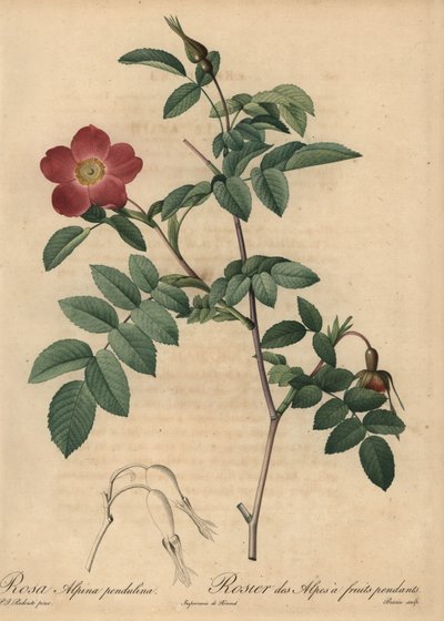 Skarlagen alperose, Rosa pendulina af Pierre Joseph Redouté