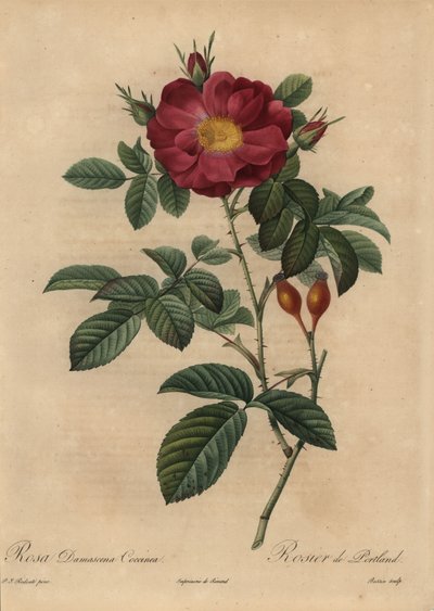 Skarlagenrød damaskrose, Rosa damascena af Pierre Joseph Redouté