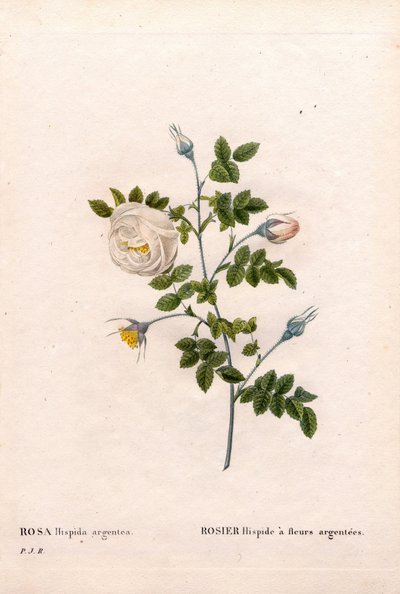 Sølvblomstret rose hispid, Rosa tomentosa sort, Pink Rose med sølv blomster. Håndfarvet stiplet kobberstik fra Pierre Joseph Redoutes "" Les Roses,"" Paris af Pierre Joseph Redouté