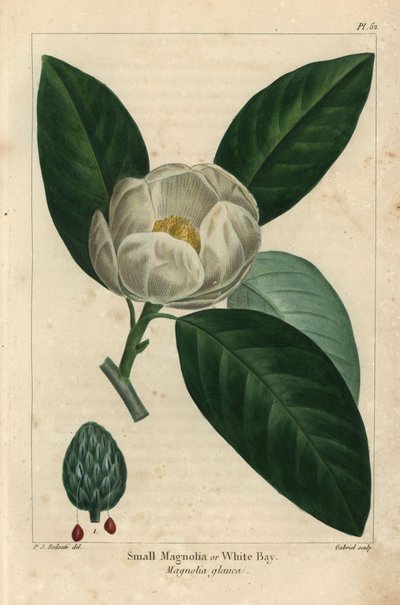 Lille magnoliatræ eller hvid bugt, Magnolia glauca (gravering) af Pierre Joseph Redouté