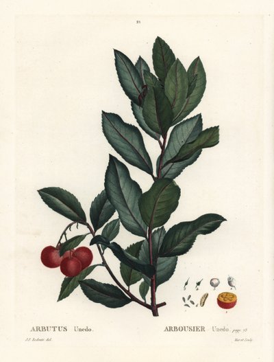 Jordbærtræ, Arbutus unedo. Håndfarvet stipplegravering af efter en illustration af Pierre-Joseph Redoute fra Henri Louis Duhamel du Monceaus Treat des Arbres et Shrustes, Paris af Pierre Joseph Redouté