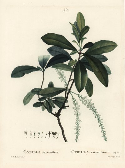 Sumpcyrilla, Cyrilla racemiflora. Håndfarvet stipplegravering af De Gouy efter en illustration af Pierre-Joseph Redoute fra Henri Louis Duhamel du Moncels Treat des Arbres et Shrustes, Paris af Pierre Joseph Redouté