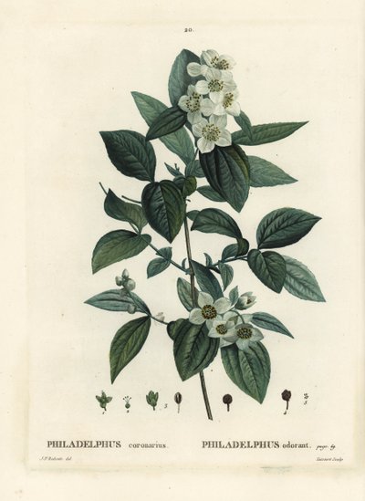 Sød mock-orange, engelsk kornel, Philadelphus coronarius. Håndfarvet prikkegravering af Tassaert efter en illustration af Pierre-Joseph Redoute fra Henri Louis Duhamel du Moncels Treat des Trees et Shrustes, Paris af Pierre Joseph Redouté