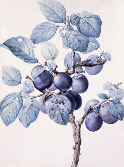 Grenen af et blommetræ, der bærer frugt med en hveps drikkevand på et blad, af Pierre Joseph Redouté