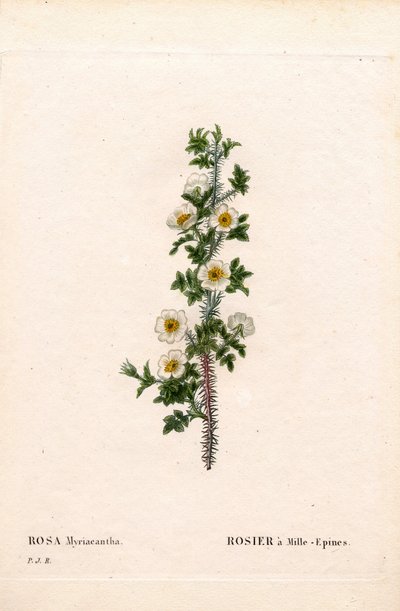 Tusindpigget rose, Rose myriacantha, Rose a Thousand-Spines. Håndfarvet stiplet kobberstik fra Pierre Joseph Redoutes "" Les Roses,"" Paris af Pierre Joseph Redouté
