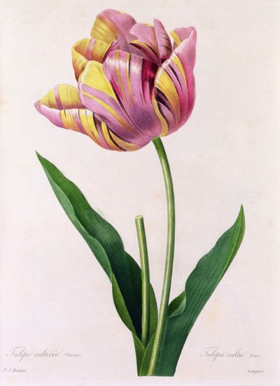 Tulipa Culta (farvet gravering) af Pierre Joseph Redouté