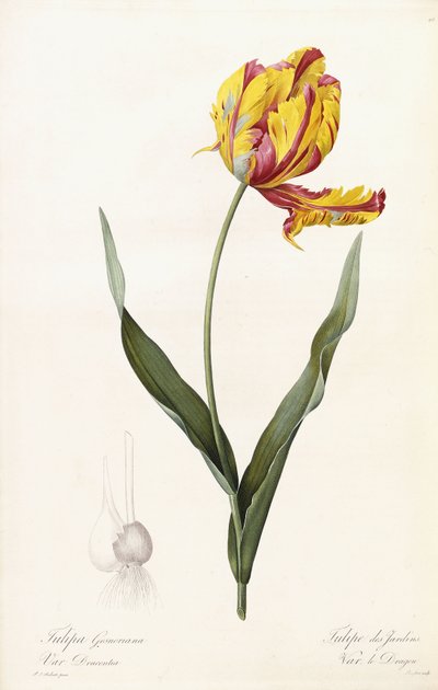 Tulip Gesneriana - Tulip des Jardins af Pierre Joseph Redouté