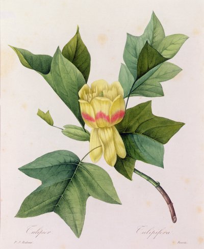 Tulipifera (farvet gravering) af Pierre Joseph Redouté
