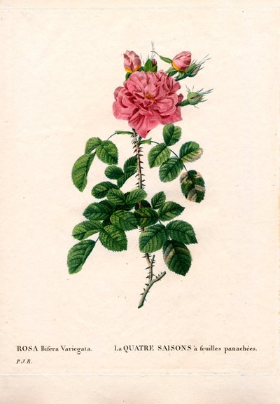 Broget fire årstider pink, Rosa damascena var. bifera. Håndfarvet stiplet kobberstik fra Pierre Joseph Redoutes "" Les Roses,"" Paris af Pierre Joseph Redouté