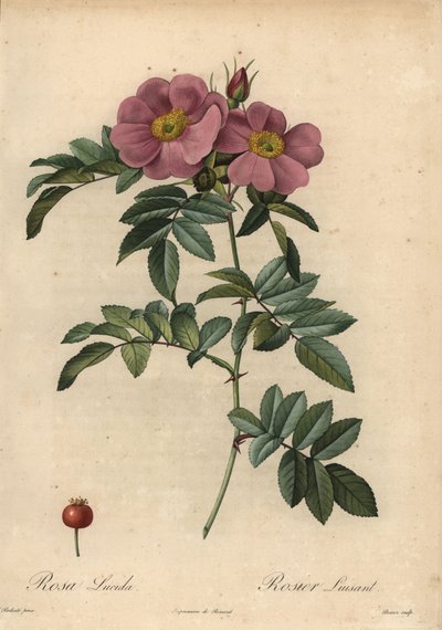 Violet Virginia rose, Rosa virginiana af Pierre Joseph Redouté
