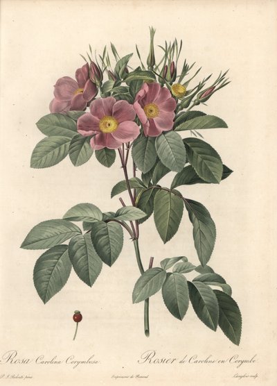Virginia rose, mørke blomster - Eau forte de Langlois, baseret på en illustration af Pierre Joseph Redoute (1759-1840), fra Les Roses af Pierre Joseph Redouté