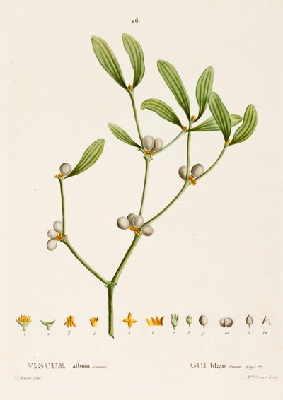 Viscum hvid L. Mistelten, c1800-1830. af Pierre Joseph Redouté