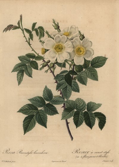 Hvid hunderose, Rosa stylosa af Pierre Joseph Redouté