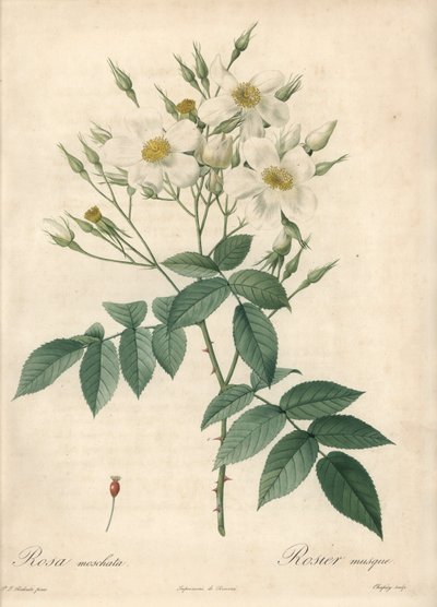 Hvide blomster moskusrose - Eau forte de Chapuy, baseret på en illustration af Pierre Joseph Redoute (1759-1840), fra Les Roses af Pierre Joseph Redouté