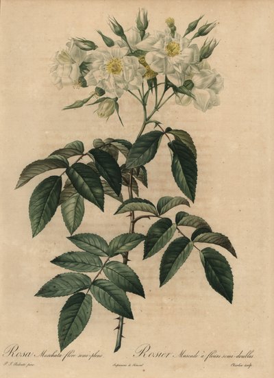 Hvid moskusrose, Rosa moschata af Pierre Joseph Redouté