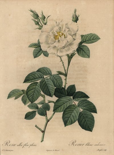 Hvid rose, Rosa alba flore pleno, Almindelig hvid rose af Pierre Joseph Redouté