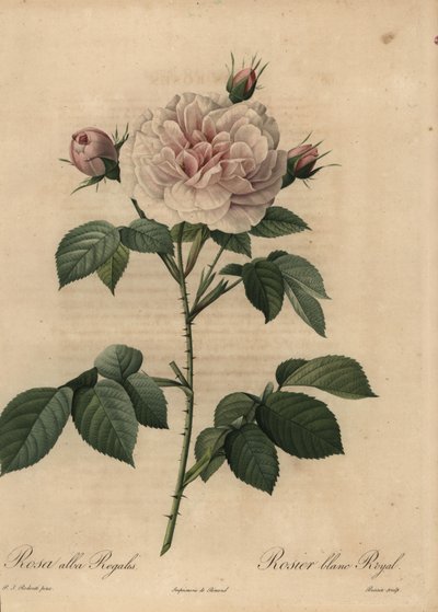 Hvid rose hybrid Royal, Rosa alba af Pierre Joseph Redouté