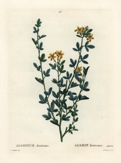 Vild eller gul Jasmin, Jasminum fruticans. Håndfarvet stipplegravering af Miss Brenet efter en illustration af Pierre-Joseph Redoute fra Henri Louis Duhamel du Moncels Treat des Arbres et Shrustes, Paris af Pierre Joseph Redouté