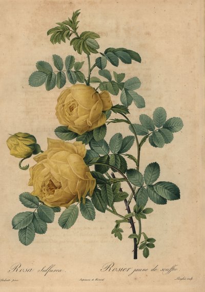 Gul svovlrose, Rosa hemisphaerica af Pierre Joseph Redouté