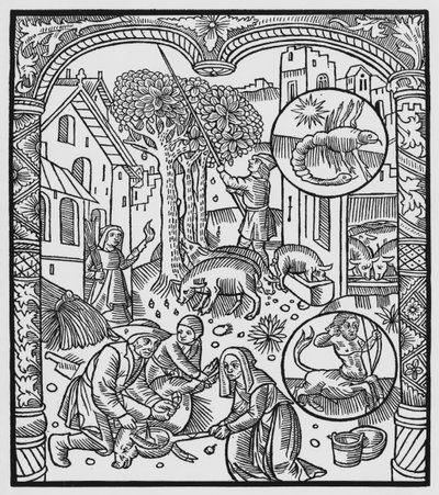 november, aflivning af grisen og høst af agern, Skorpionen, illustration fra 
