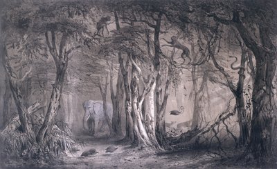 Virgin Forest on the Edge of the Blue Nile, fra Voyages au Soudan Oriental et dans lAfrique Septentrionale af Pierre Tremaux (1818-95) indgraveret af Tirpenne og J. Gaildrau, 1852 af Pierre Tremaux
