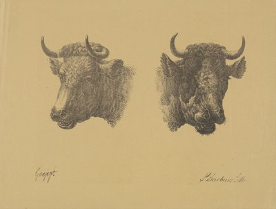 To tyrehoveder af Pieter Bartholomeusz. Barbiers