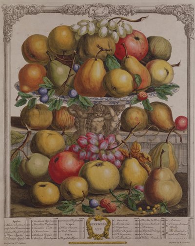 December, fra "Twelve Months of Fruits", af Robert Furber (ca. 1674-1756), graveret af Henry Fletcher, 1732 (farvestik) af Pieter Casteels