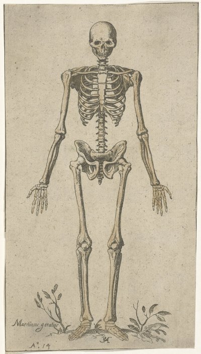 Hanskelet set forfra Anatomiske studier (serietitel) af Pieter Feddes van Harlingen