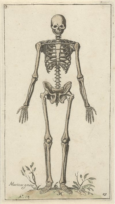Hanskelet set forfra Anatomiske studier (serietitel) af Pieter Feddes van Harlingen