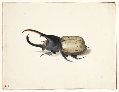I herkulesbille (dynastes hercules) af Pieter Holsteijn