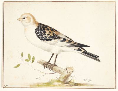 I snespurv (plectrophenax nivalis) af Pieter Holsteijn