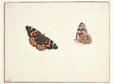 To studier af en tidselfugl (vanessa cardui l.) af Pieter Holsteijn