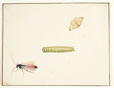 Tre insektundersøgelser af Pieter Holsteijn
