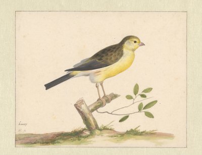 vild kanariefugl af Pieter Holsteyn (I)