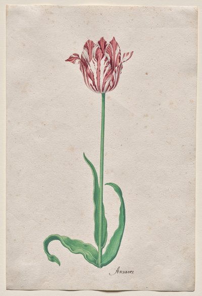 Studie af en tulipan (Anvaers) af Pieter Holsteyn II