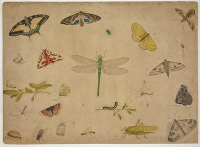 26 insekter af Pieter I Holsteijn