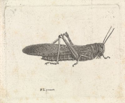 Græshoppe af Pieter Lyonet