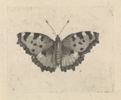 Sommerfugl af Pieter Lyonet
