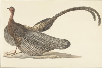 Argus Fasan af Pieter Pietersz. Barbiers