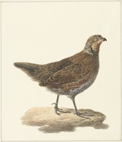 Bobwhite (Colinus virginianus) af Pieter Pietersz. Barbiers