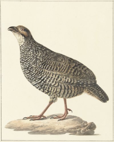 Kinesisk francolin (Excalfactoria chinensis) af Pieter Pietersz. Barbiers