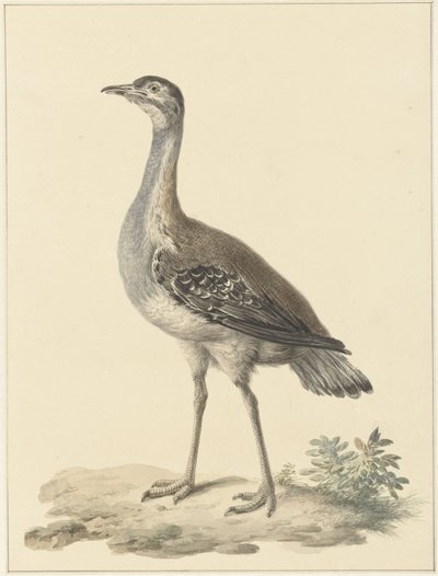 Denhams fælde (Neotis denhami) af Pieter Pietersz. Barbiers